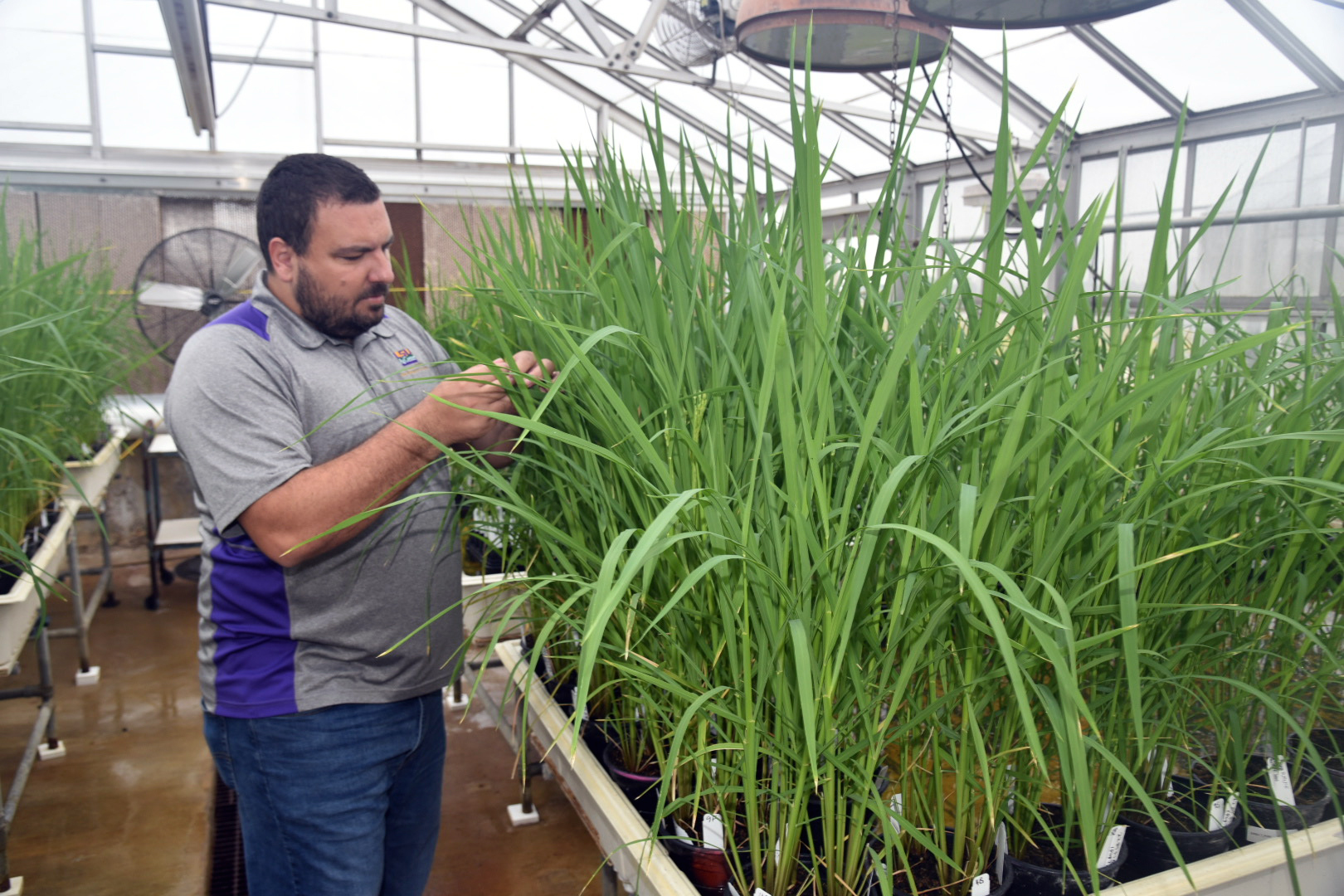 Rice disease fairly stagnant in 2022 …  until the late-summer rain fell